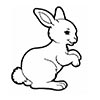 خرگوش - مای بیبی
