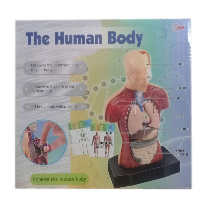 ماکت آموزشی بدن انسان مدل ۳۳۰۱